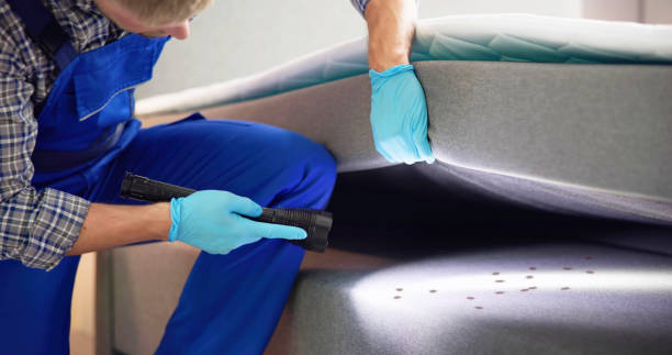 Best Wasp Removal Services  in San Augustine, TX