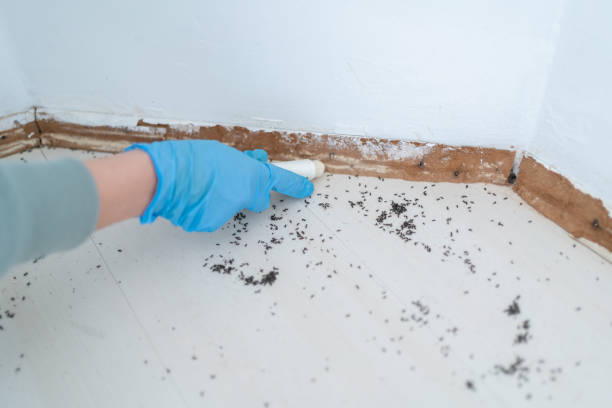Best Pest Prevention Services  in San Augustine, TX